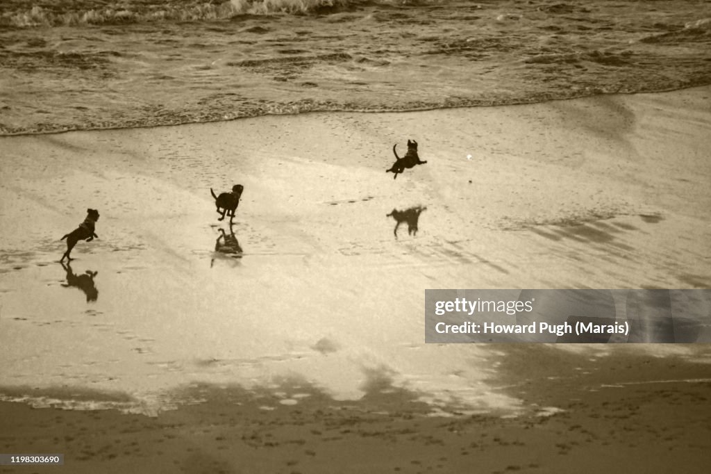 A Dog's Beach