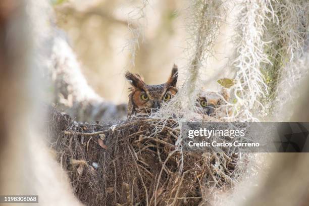 great horned owl in nest with owlet - great horned owl stock pictures, royalty-free photos & images