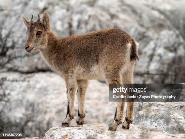 young iberian ibex - goat leg stock pictures, royalty-free photos & images