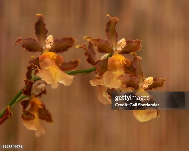 amber orchid spray - orchid arrangement stock pictures, royalty-free photos & images