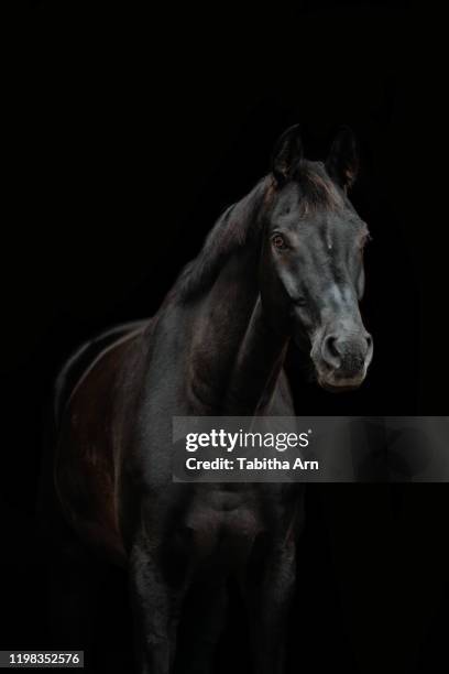 schwarzes pferd vor schwarzem hintergrund - black horse stockfoto's en -beelden