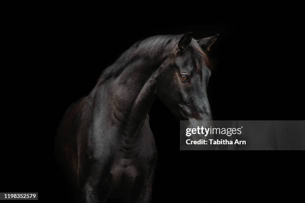 schwarzes pferd vor schwarzem hintergrund - paard paardachtigen stockfoto's en -beelden