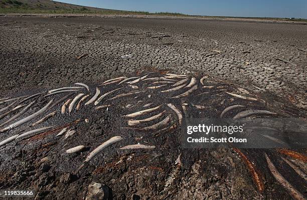 Dead fish sit in some of the last remnants of mud on bed of O.C. Fisher Lake on July 25, 2011 in San Angelo, Texas. The 5,440 acre lake which was...