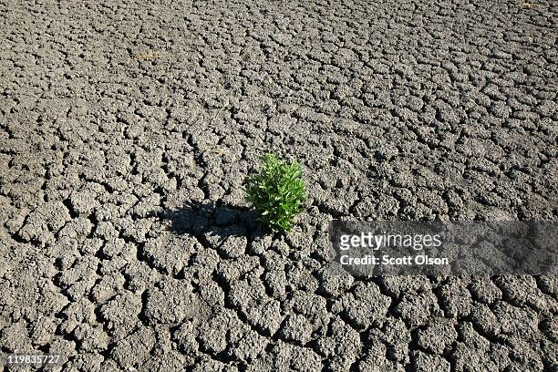 Weed grows out of the dry cracked bed of O.C. Fisher Lake on July 25, 2011 in San Angelo, Texas. The 5,440 acre lake which was established to provide...