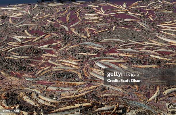 Dead fish sit in some of the last remnants of mud on bed of O.C. Fisher Lake on July 25, 2011 in San Angelo, Texas. The 5,440 acre lake which was...