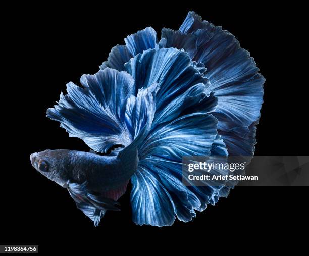 the blue - siamese fighting fish fotografías e imágenes de stock