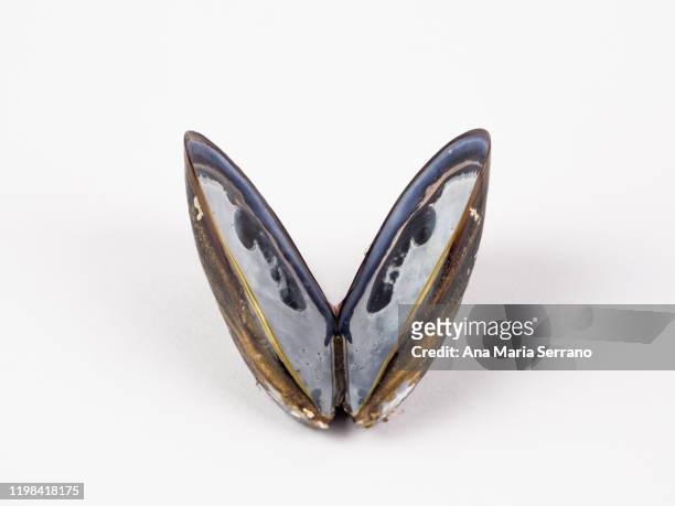 shell of a mussel on a white background - muschel freisteller stock-fotos und bilder