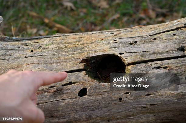 man's hand pointing out an old trunk laying in forest with a hole,  that it was possibly a bird's house - bird on a tree stock-fotos und bilder