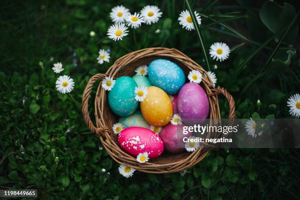 high angle of view on the colorful easter eggs and white daisies on the green grass between white daisies - easter garden stock-fotos und bilder