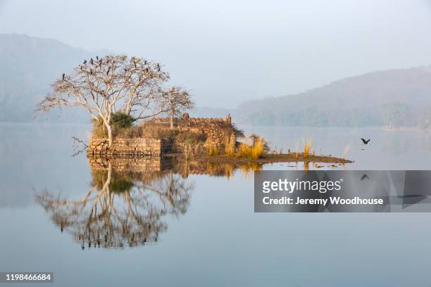 reflection of a ruin in padam talao (lake) - ranthambore fort stock-fotos und bilder