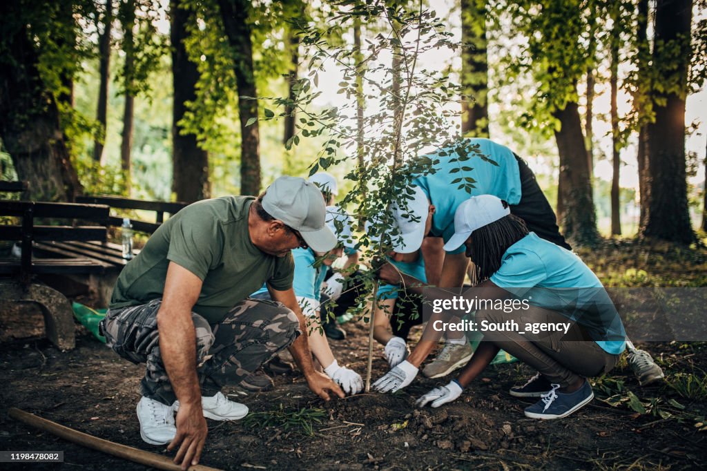 Planting Tree In Public Park