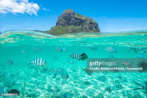 tropical fish in turquoise sea along coral reef, indian ocean, mauritius - shallow stock-fotos und bilder