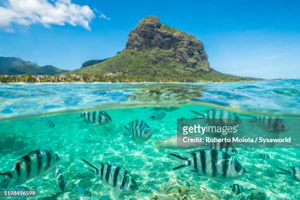 tropical fish under waves on coral reef, indian ocean, mauritius - isole mauritius stock pictures, royalty-free photos & images