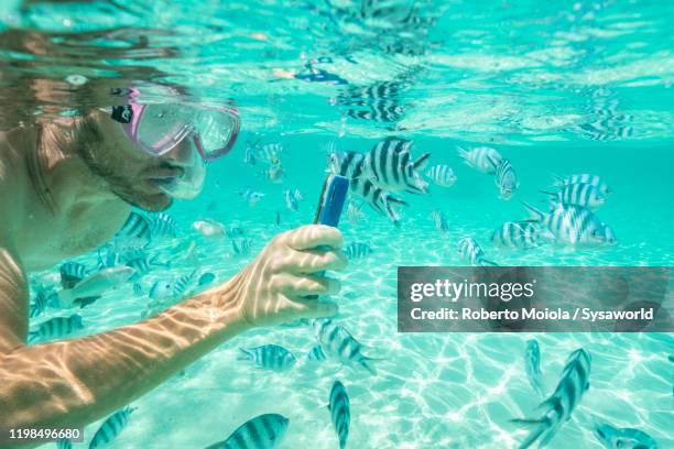 man with smartphone photographing fish on coral reef, indian ocean, mauritius - animal call fotografías e imágenes de stock