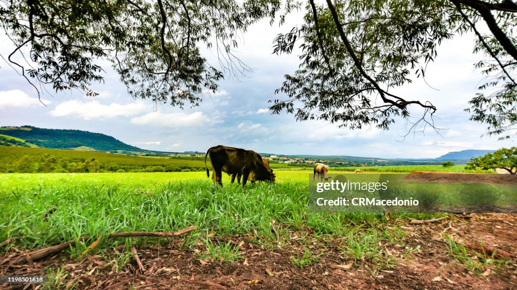 Cattle grazing in the green pastures of bucolic rural landscape.