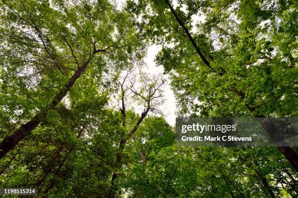 trees charmed - loblolly pine stock pictures, royalty-free photos & images