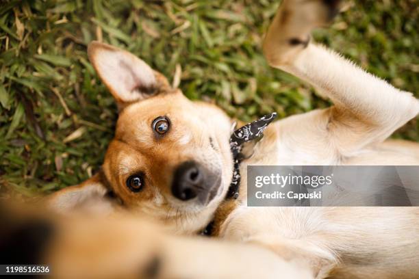 dog lying on grass playing with it's owner - mixed breed dog stock pictures, royalty-free photos & images