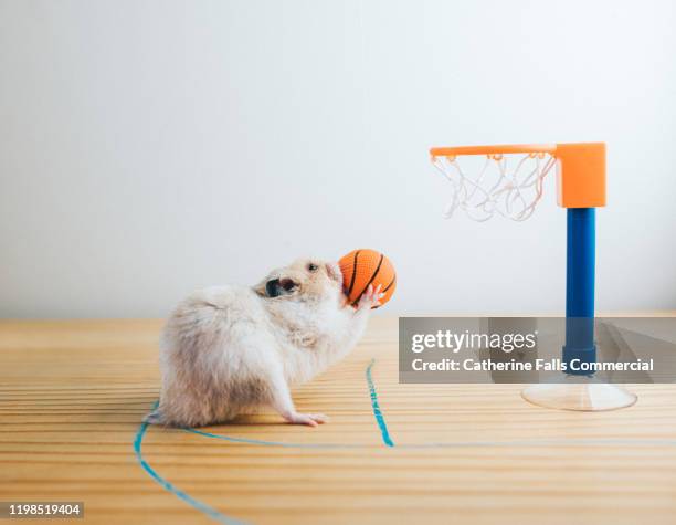 free throw - animal trainer stock-fotos und bilder