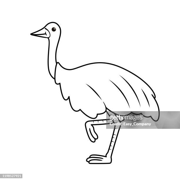 vector illustration of emu isolated on white background. for kids coloring book. - cassowary stock illustrations