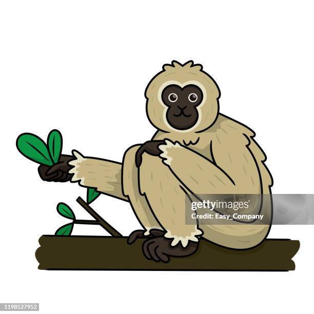 vector illustration of gibbon isolated on white background. - macaque stock illustrations