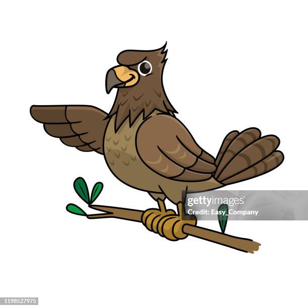 vector illustration of hawk isolated on white background. - hawk bird stock illustrations
