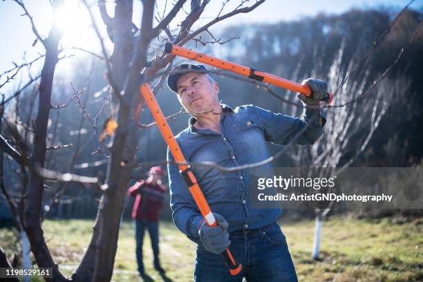 senior vuxna beskärning ett träd i orchard. - beskära bildbanksfoton och bilder