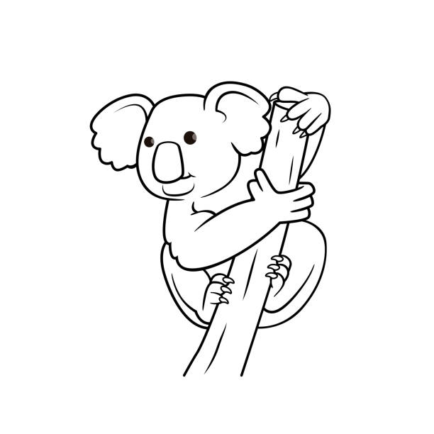 vector illustration of koala isolated on white background. for kids coloring book. - zoo art stock illustrations