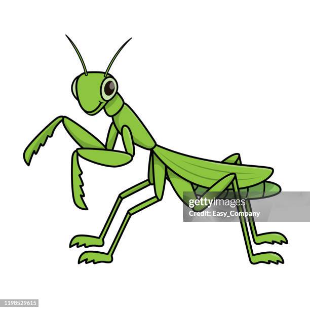 165点のカマキリイラスト素材 Getty Images 165点のカマキリイラスト素材 Getty Images