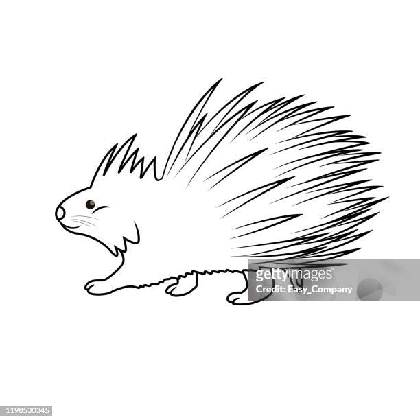 vector illustration of porcupine isolated on white background. for kids coloring book. - animal nose stock illustrations