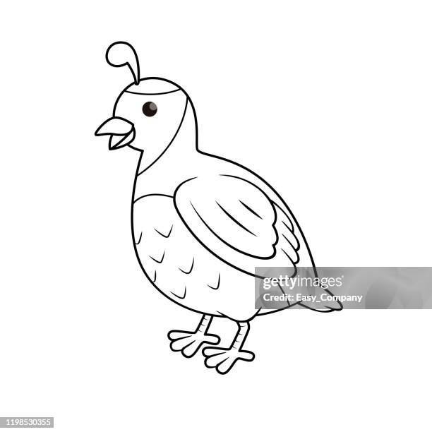 vector illustration of quail isolated on white background. for kids coloring book. - quail bird stock illustrations