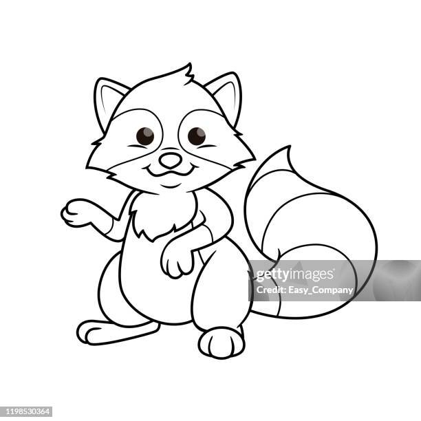 vector illustration of raccoon isolated on white background. for kids coloring book. - animal nose stock illustrations
