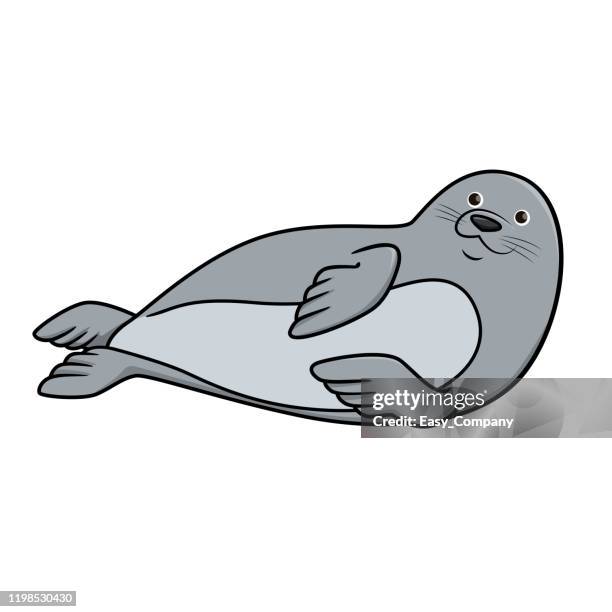 vector illustration of seal isolated on white background. - animal whisker stock illustrations