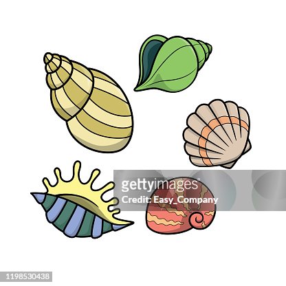114 Sea Shell Cartoon High Res Illustrations - Getty Images