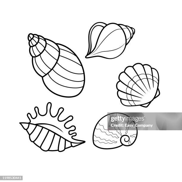 白い背景に分離された貝殻のベクトル図。子供の塗り絵のために。 - scallop点のイラスト素材／クリップアート素材／マンガ素材／アイコン素材