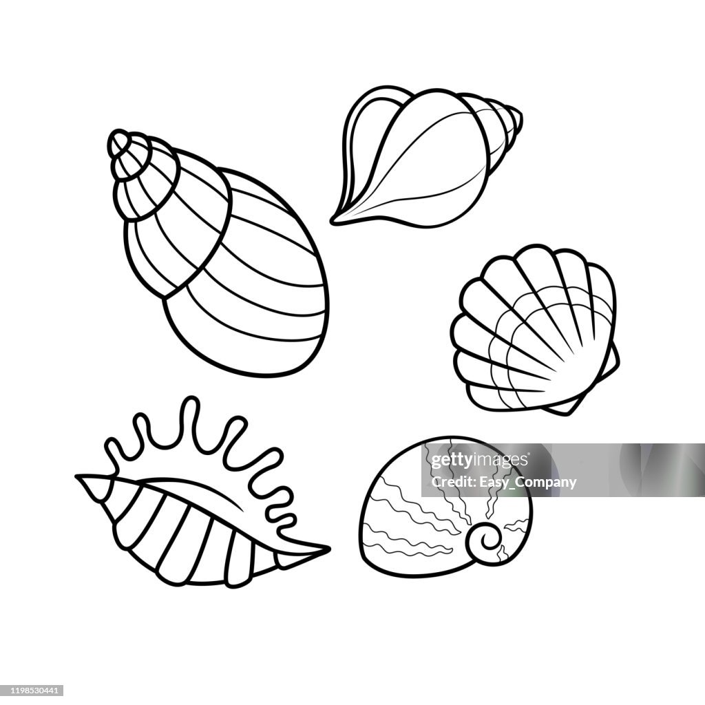 Vector illustration of seashell isolated on white background. For kids coloring book.
