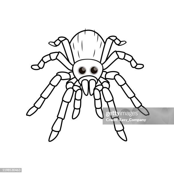 vector illustration of spider isolated on white background. for kids coloring book. - tarantula stock illustrations