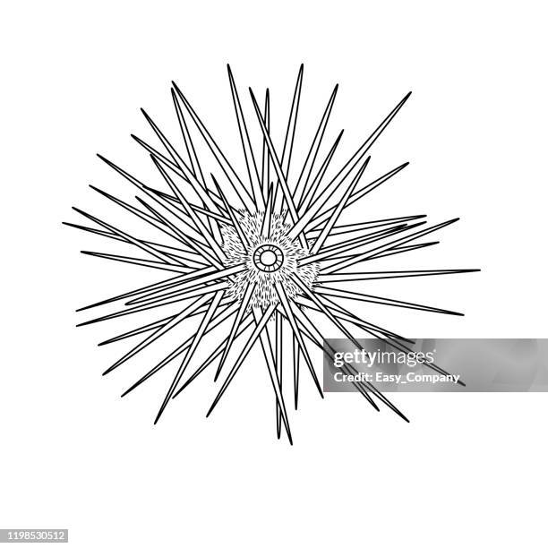 vector illustration of urchin isolated on white background. for kids coloring book. - thorn like stock illustrations