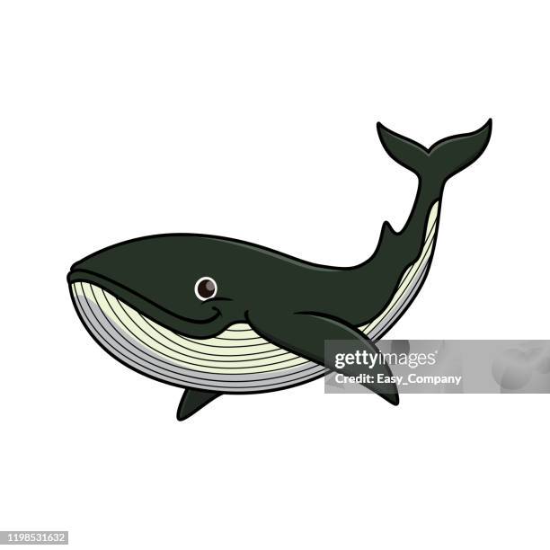 vektor-illustration von wal isoliert auf weißem hintergrund. - humpback whale stock-grafiken, -clipart, -cartoons und -symbole