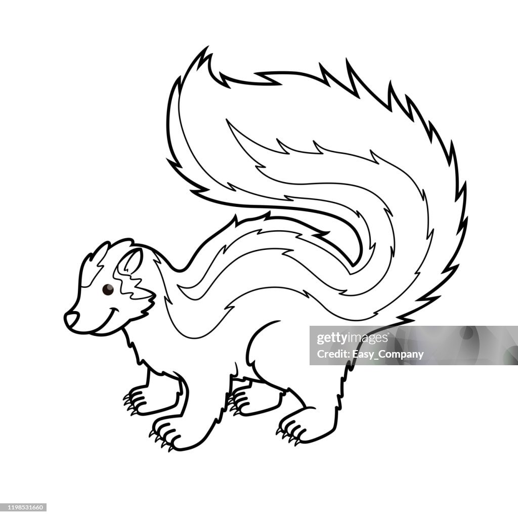 Vector illustration of zorilla isolated on white background. For kids coloring book.