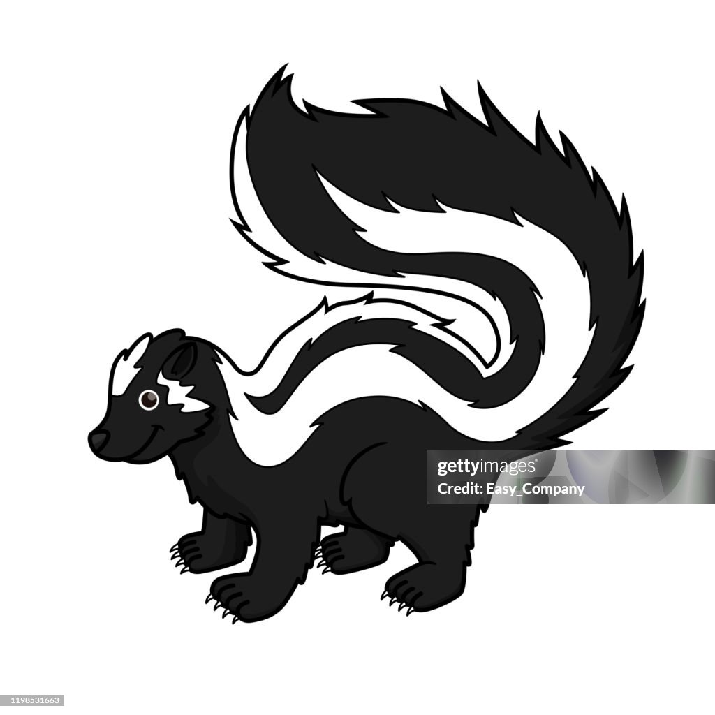 Vector illustration of zorilla isolated on white background.