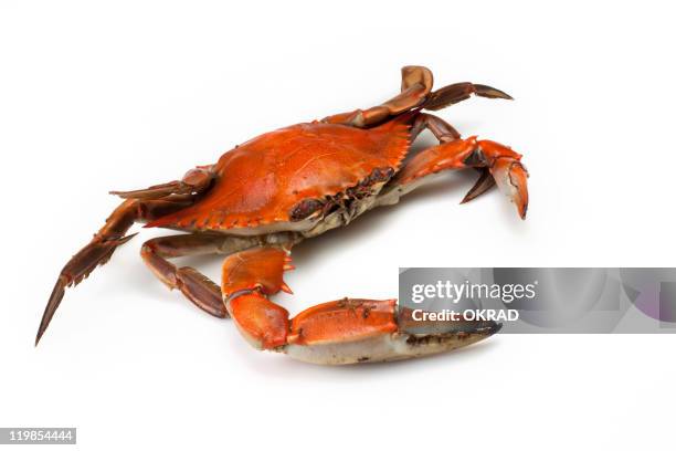 blue crab cooked close-up on white background - krab stockfoto's en -beelden