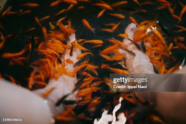 feet being cleaned by doctor fish, taiwan - garra rufa fish stock pictures, royalty-free photos & images