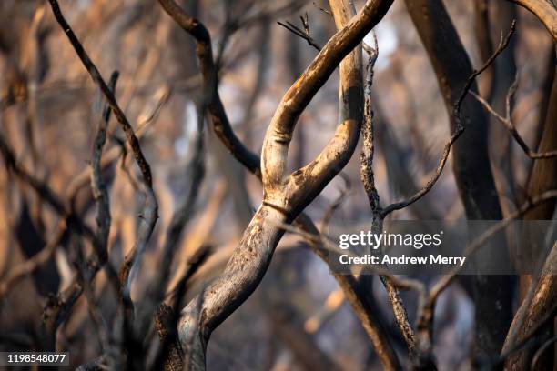 burnt forest after fire with charred tree trunks and branches, wildfire, bushfire in australia - sydney smoke stock pictures, royalty-free photos & images