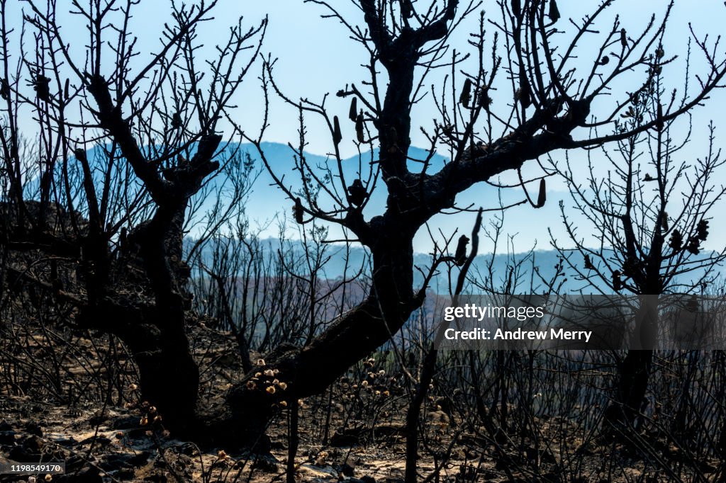 Burnt Banksia tree from forest fire with blue mountains in background, bushfire in Australia