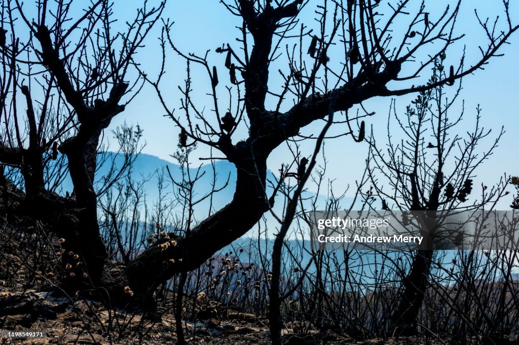 Burnt Banksia tree from forest fire with blue mountains in background, bushfire in Australia