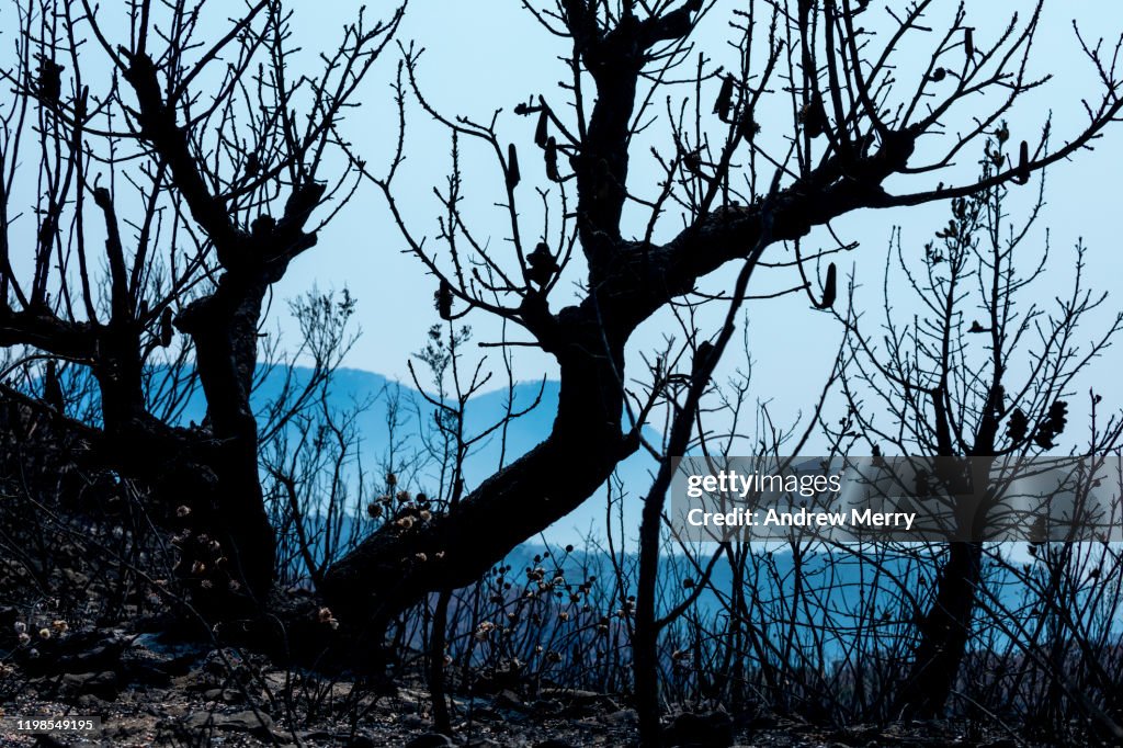Burnt Banksia tree from forest fire with blue mountains in background, bushfire in Australia