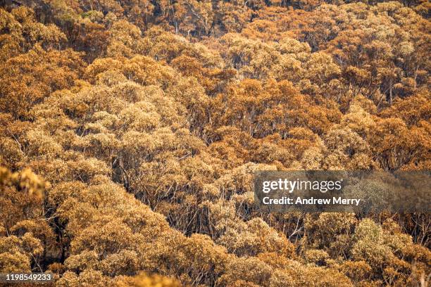 aerial view of burnt tree canopy with yellow brown coloured dead leaves, bush fire in australia - tree canopy pattern fotografías e imágenes de stock