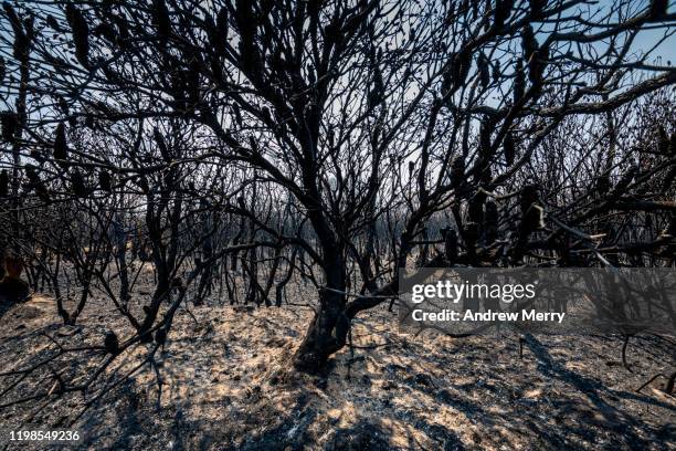 burnt banksia tree with charred branches, forest fire, bushfire in australia - australia fire ストックフォトと画像
