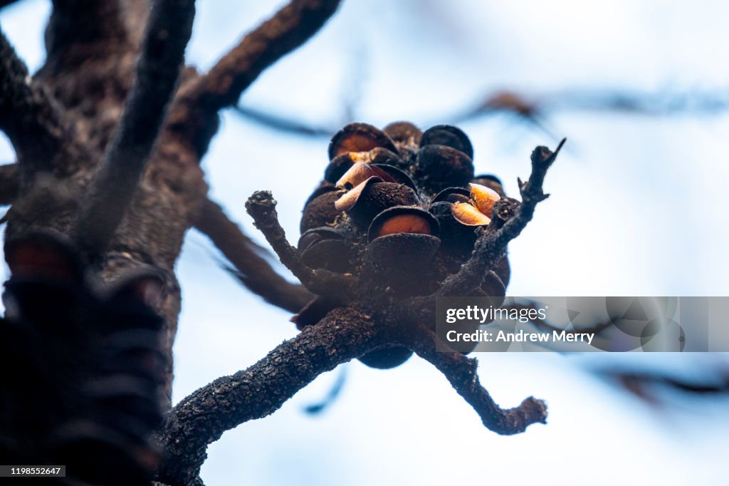 Closeup of burnt Banksia plant with open seed pods after bushfire, forest fire, Blue Mountains, Australia