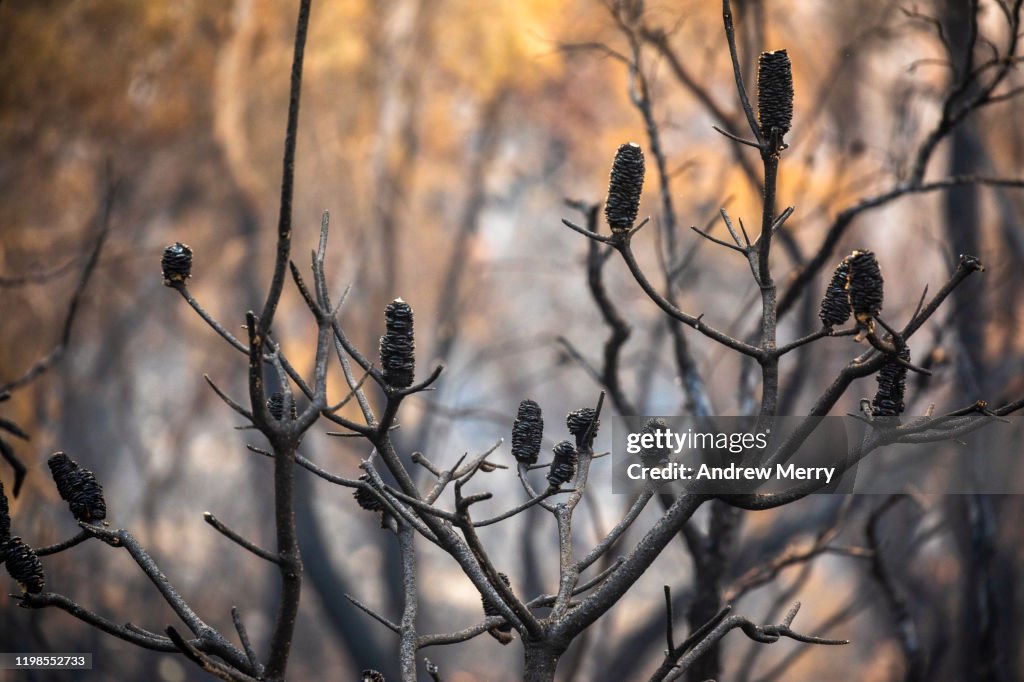 Closeup of burnt Banksia plant after bushfire, forest fire, Blue Mountains, Australia